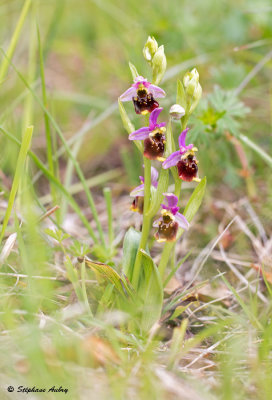Ophrys fuciflora