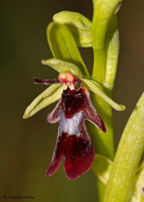 Ophrys insectifera