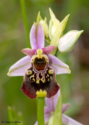 Ophrys fuciflora