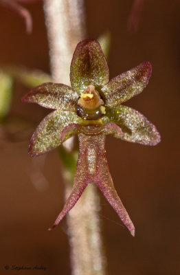 Neottia cordata