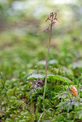 Neottia cordata