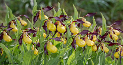 Cypripedium calceolus