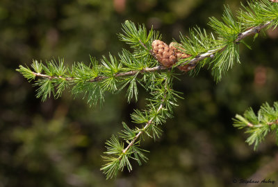 Larix decidua