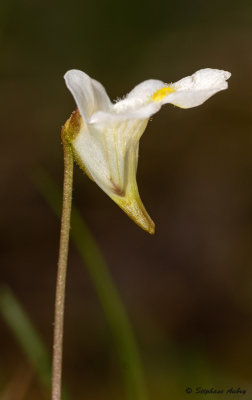 Pinguicula alpina