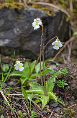 Pinguicula alpina