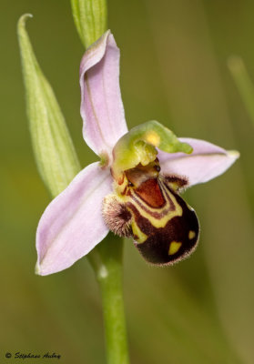 Ophrys apifera
