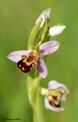 Ophrys apifera