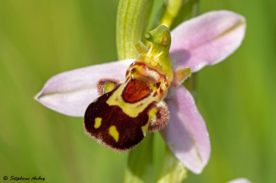 Ophrys apifera