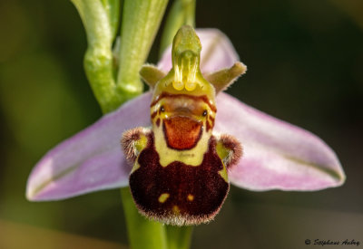 Ophrys apifera