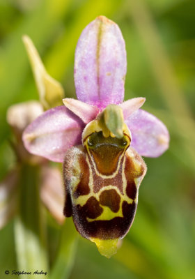 Ophrys apifera x O. fuciflora