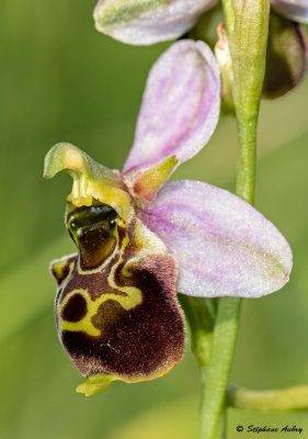 Ophrys apifera x O. fuciflora