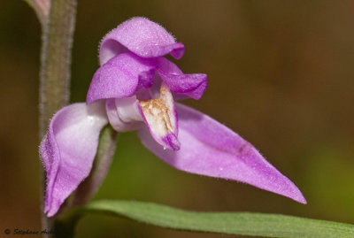 Cephalanthera rubra