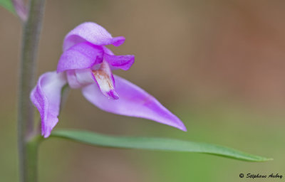 Cephalanthera rubra