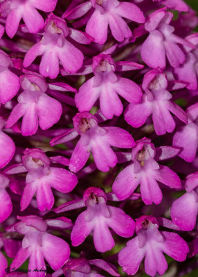 Anacamptis pyramidalis subsp. pyramidalis