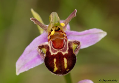 Ophrys apifera var. aurita