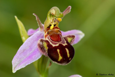 Ophrys apifera var. aurita