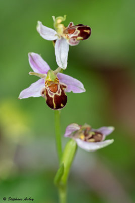 Ophrys apifera var. aurita
