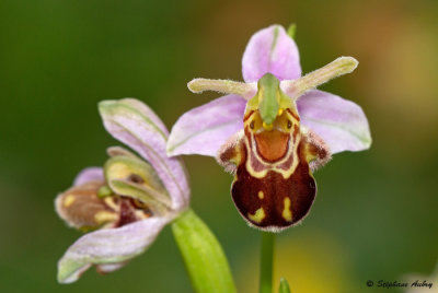Ophrys apifera var. aurita