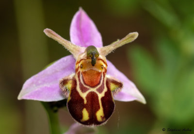 Ophrys apifera var. aurita