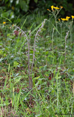 Epipactis microphylla