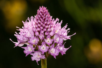 Traunsteinera globosa