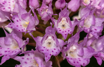 Traunsteinera globosa