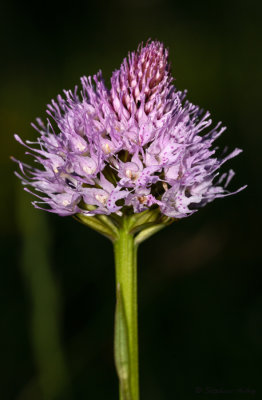 Traunsteinera globosa