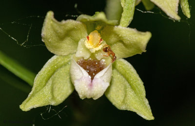 Epipactis rhodanensis