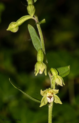 Epipactis rhodanensis