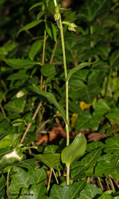 Epipactis rhodanensis