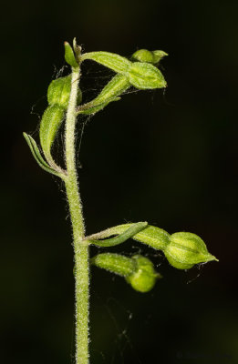 Epipactis rhodanensis