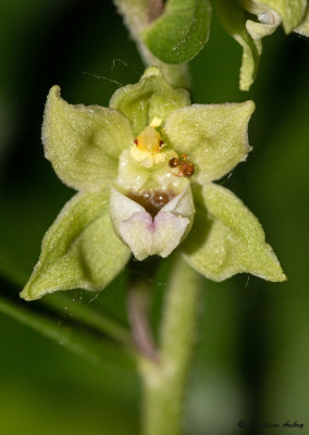 Epipactis rhodanensis