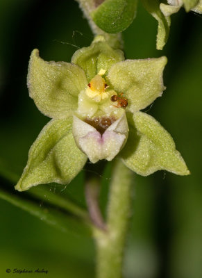 Epipactis rhodanensis