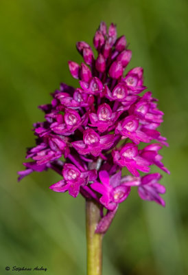 Anacamptis pyramidalis subsp. tanayensis