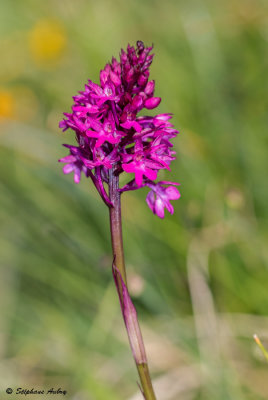 Anacamptis pyramidalis subsp. tanayensis