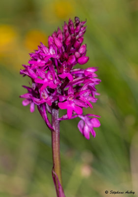 Anacamptis pyramidalis subsp. tanayensis