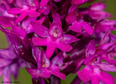 Anacamptis pyramidalis subsp. tanayensis