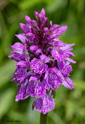 Dactylorhiza savogiensis