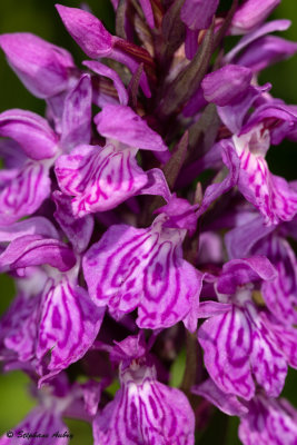 Dactylorhiza savogiensis