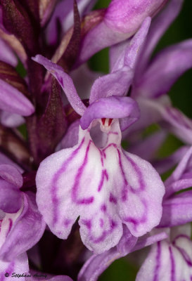 Dactylorhiza savogiensis