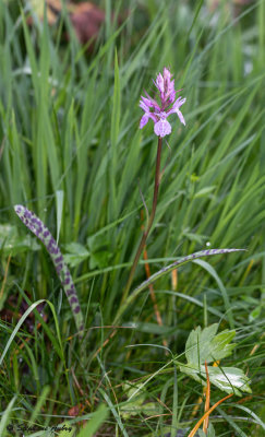 Dactylorhiza savogiensis