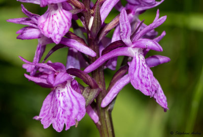 Dactylorhiza savogiensis