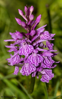 Dactylorhiza savogiensis
