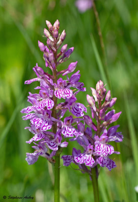 Dactylorhiza savogiensis
