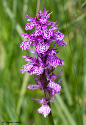 Dactylorhiza savogiensis