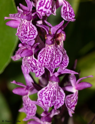 Dactylorhiza savogiensis