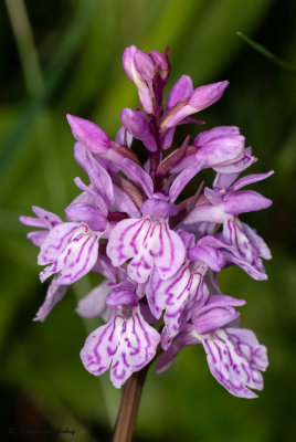 Dactylorhiza savogiensis
