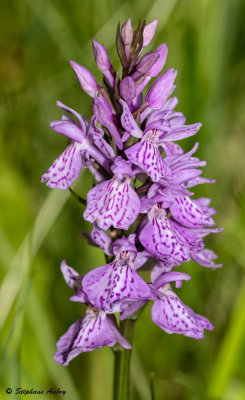 Dactylorhiza savogiensis