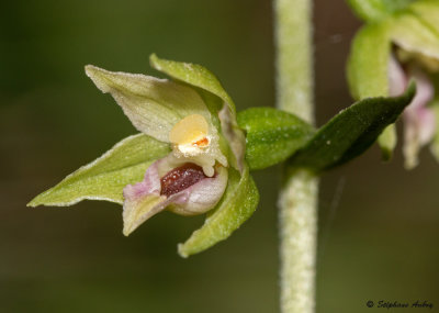 Epipactis muelleri