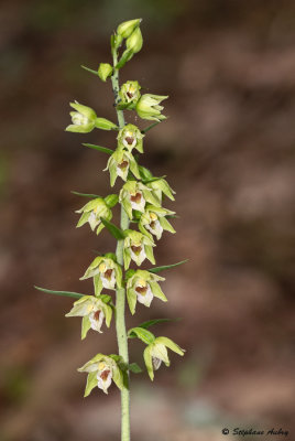 Epipactis muelleri